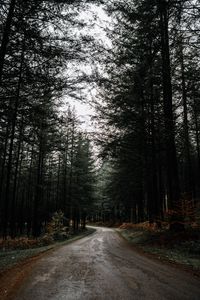 Preview wallpaper road, forest, pines, turn, nature