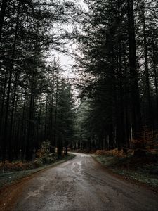 Preview wallpaper road, forest, pines, turn, nature