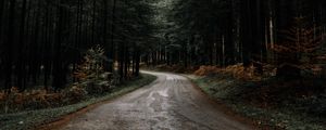 Preview wallpaper road, forest, pines, turn, nature