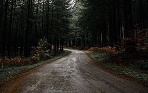 Preview wallpaper road, forest, pines, turn, nature