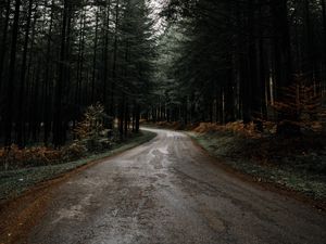 Preview wallpaper road, forest, pines, turn, nature