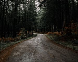 Preview wallpaper road, forest, pines, turn, nature