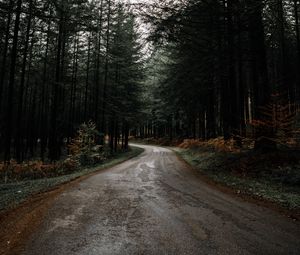 Preview wallpaper road, forest, pines, turn, nature