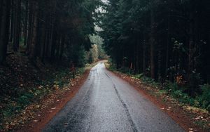 Preview wallpaper road, forest, trees, asphalt, wet