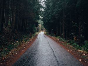Preview wallpaper road, forest, trees, asphalt, wet