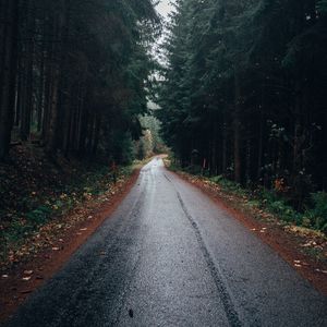 Preview wallpaper road, forest, trees, asphalt, wet