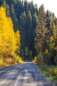 Preview wallpaper road, forest, trees, autumn, nature