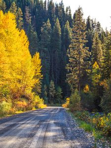 Preview wallpaper road, forest, trees, autumn, nature