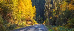 Preview wallpaper road, forest, trees, autumn, nature