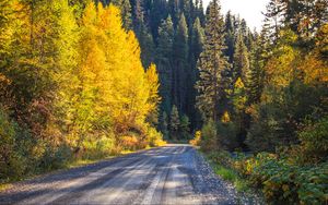 Preview wallpaper road, forest, trees, autumn, nature