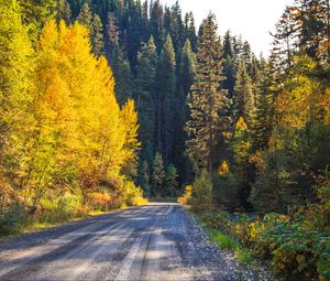 Preview wallpaper road, forest, trees, autumn, nature