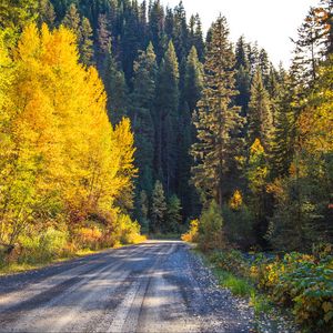 Preview wallpaper road, forest, trees, autumn, nature