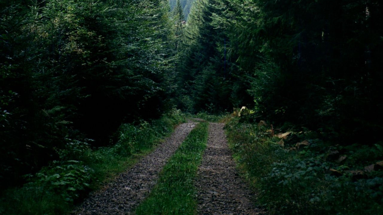 Wallpaper road, forest, trees, ate