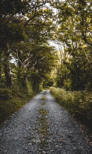 Preview wallpaper road, forest, trees, plants