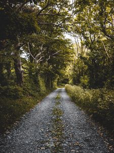 Preview wallpaper road, forest, trees, plants