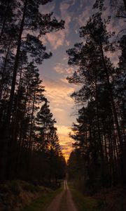 Preview wallpaper road, forest, trees, pine, sunset