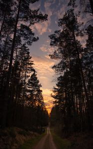 Preview wallpaper road, forest, trees, pine, sunset