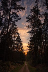 Preview wallpaper road, forest, trees, pine, sunset