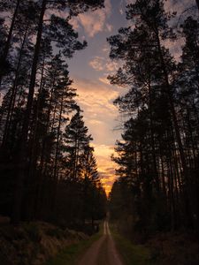 Preview wallpaper road, forest, trees, pine, sunset