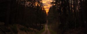 Preview wallpaper road, forest, trees, pine, sunset