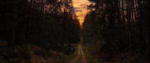 Preview wallpaper road, forest, trees, pine, sunset