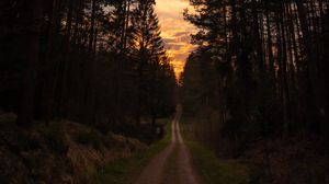 Preview wallpaper road, forest, trees, pine, sunset