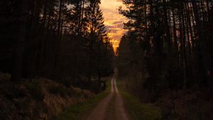 Preview wallpaper road, forest, trees, pine, sunset