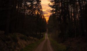 Preview wallpaper road, forest, trees, pine, sunset