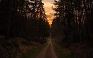 Preview wallpaper road, forest, trees, pine, sunset