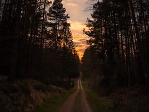 Preview wallpaper road, forest, trees, pine, sunset