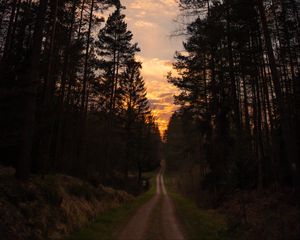 Preview wallpaper road, forest, trees, pine, sunset