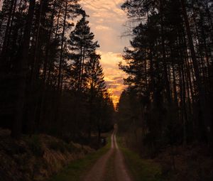 Preview wallpaper road, forest, trees, pine, sunset