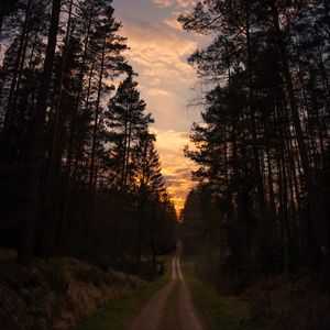Preview wallpaper road, forest, trees, pine, sunset