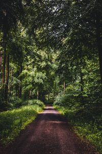 Preview wallpaper road, forest, trees, grass, distance