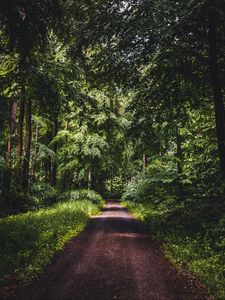Preview wallpaper road, forest, trees, grass, distance