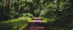 Preview wallpaper road, forest, trees, grass, distance