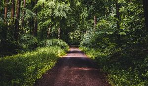 Preview wallpaper road, forest, trees, grass, distance