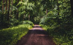 Preview wallpaper road, forest, trees, grass, distance