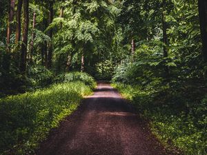 Preview wallpaper road, forest, trees, grass, distance