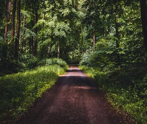 Preview wallpaper road, forest, trees, grass, distance