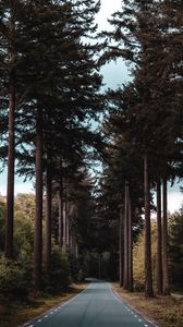 Preview wallpaper road, forest, trees, pine, distance