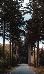 Preview wallpaper road, forest, trees, pine, distance