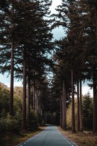 Preview wallpaper road, forest, trees, pine, distance