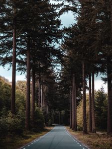 Preview wallpaper road, forest, trees, pine, distance