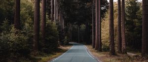 Preview wallpaper road, forest, trees, pine, distance