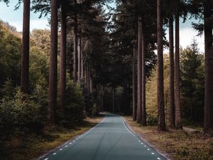 Preview wallpaper road, forest, trees, pine, distance