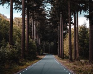 Preview wallpaper road, forest, trees, pine, distance