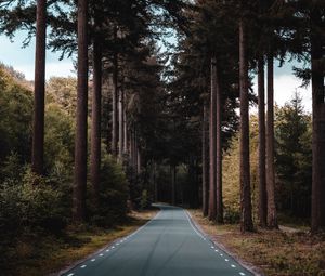 Preview wallpaper road, forest, trees, pine, distance