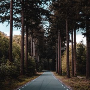 Preview wallpaper road, forest, trees, pine, distance