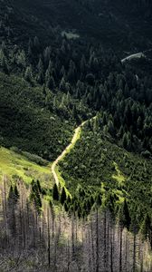 Preview wallpaper road, forest, trees, winding, slope